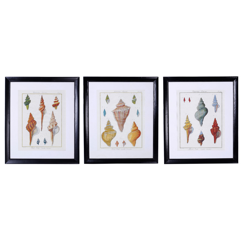 Set of Three Large Seashell Engravings, Priced Individually