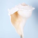 Two Seashells on Lucite Stands, Priced Individually