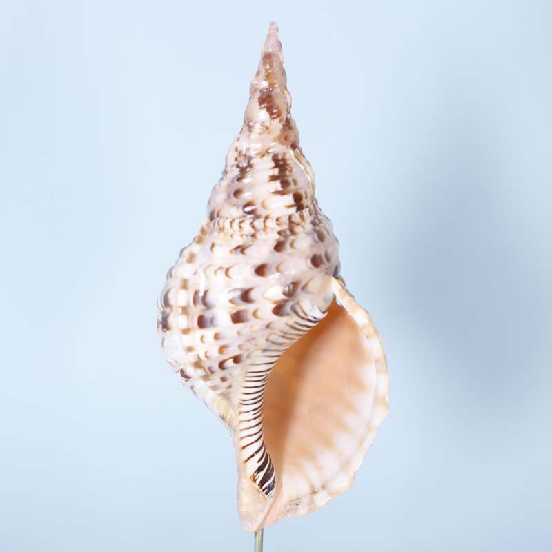Three Seashells on Lucite Stands, Priced Individually