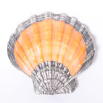 Silver Plated Orange Lion’s Paw Seashell
