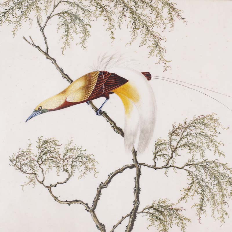 Set of Six Antique Chinese Watercolors of Song Birds