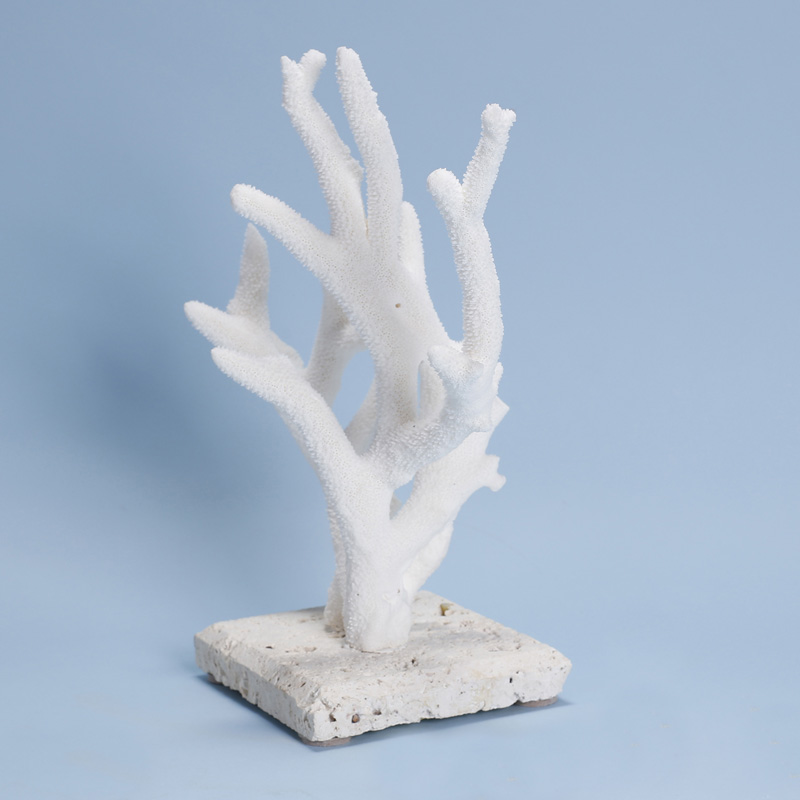 Staghorn Coral Specimen on Coquina
