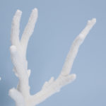 Staghorn Coral Specimen on Coquina
