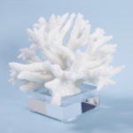 White Coral Sculpture on Lucite