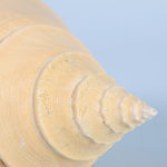 Large Syrinx Aranus Seashell