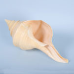 Large Syrinx Aranus Seashell