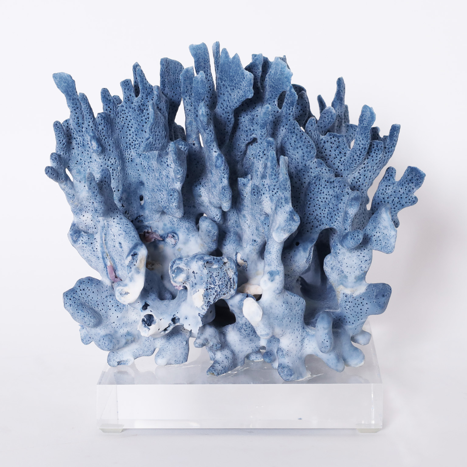 Three Blue Coral Specimens Mounted on Lucite