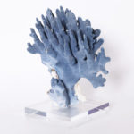 Three Blue Coral Specimens Mounted on Lucite