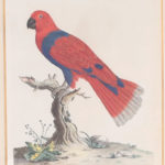 Three Antique Hand Colored Engravings of Birds by Peter Brown