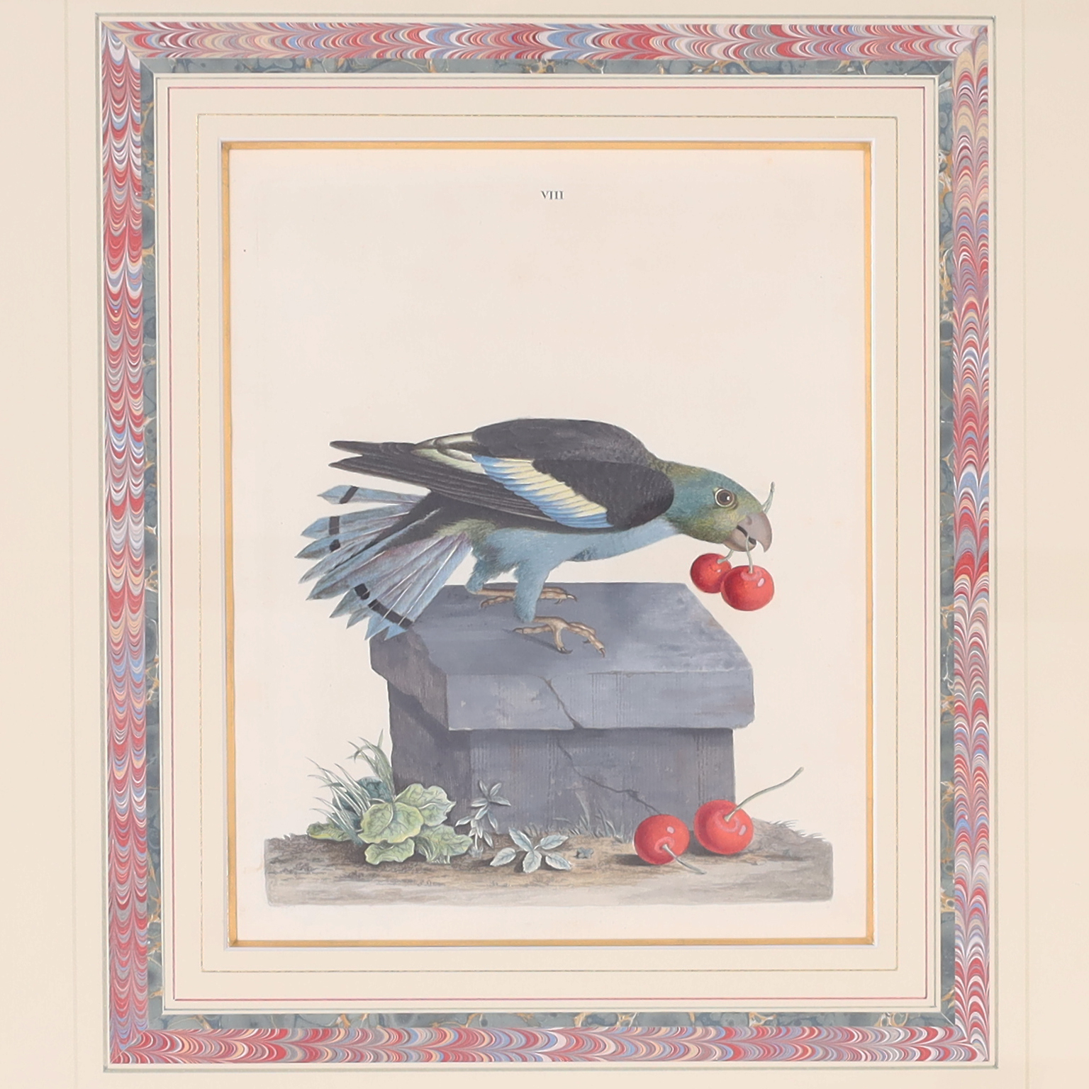Three Antique Hand Colored Engravings of Birds by Peter Brown