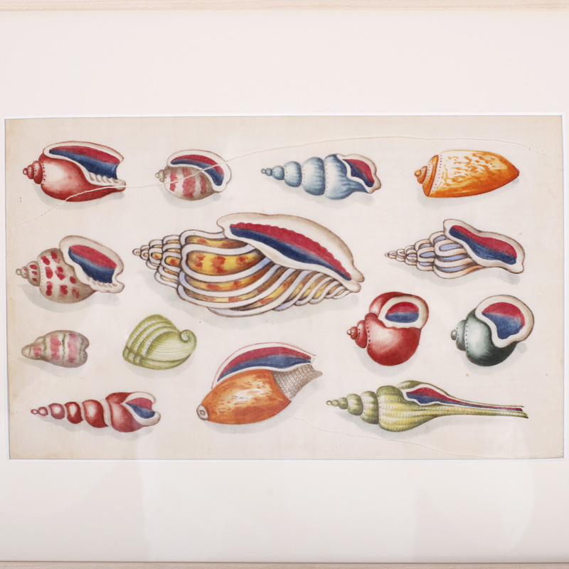 Antique Pith Painting of Sea Shells