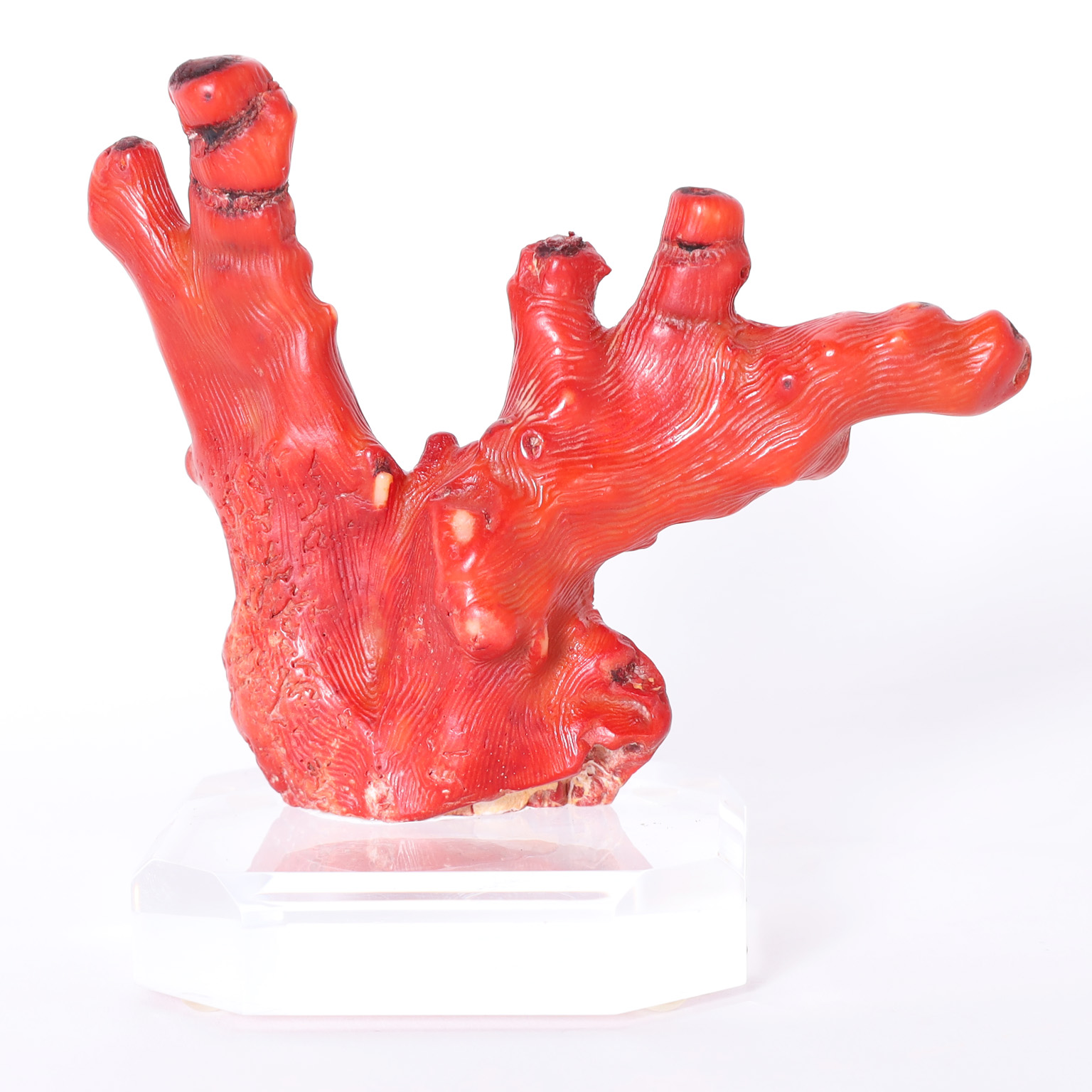 Group of Three Red Coral Specimens on Lucite
