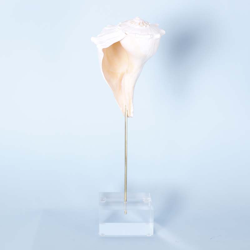 Florida Whelk Seashell on a Lucite Stand