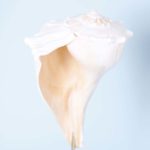 Florida Whelk Seashell on a Lucite Stand