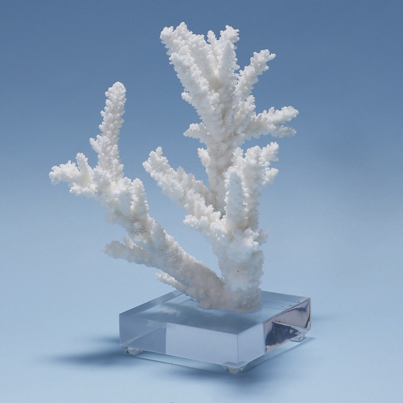 White Coral Sculpture on Lucite
