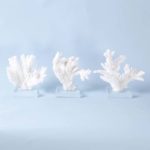 Three White Coral Specimens on Lucite