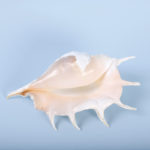 Large Truncata Spyder Seashell