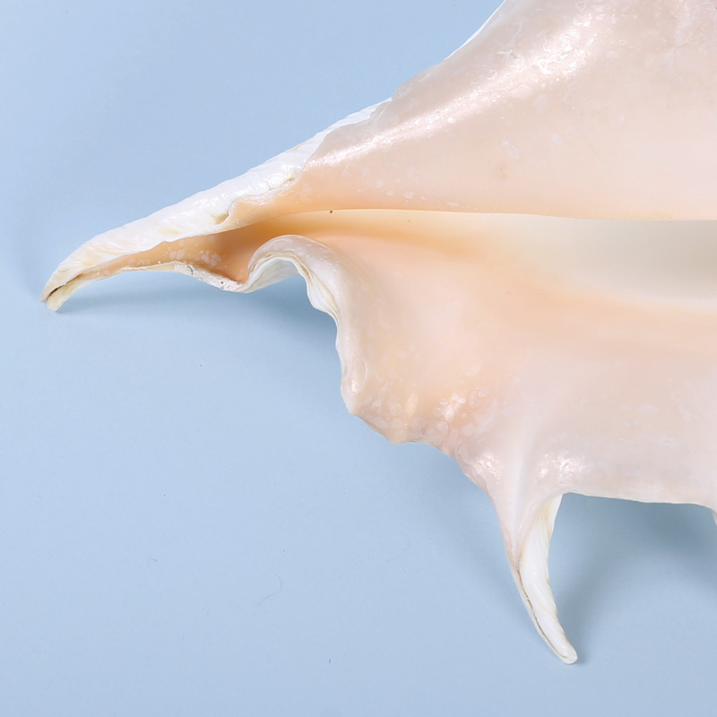 Large Truncata Spyder Seashell