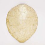 Mid Century Capiz Turtle Shell Form