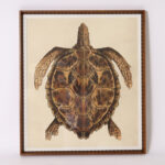 Large Framed Vintage Turtle Print