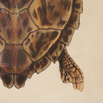 Large Framed Vintage Turtle Print