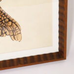 Large Framed Vintage Turtle Print