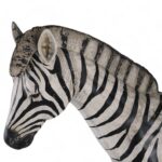 Life Size Vintage Zebra Model or Sculpture