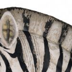 Life Size Vintage Zebra Model or Sculpture