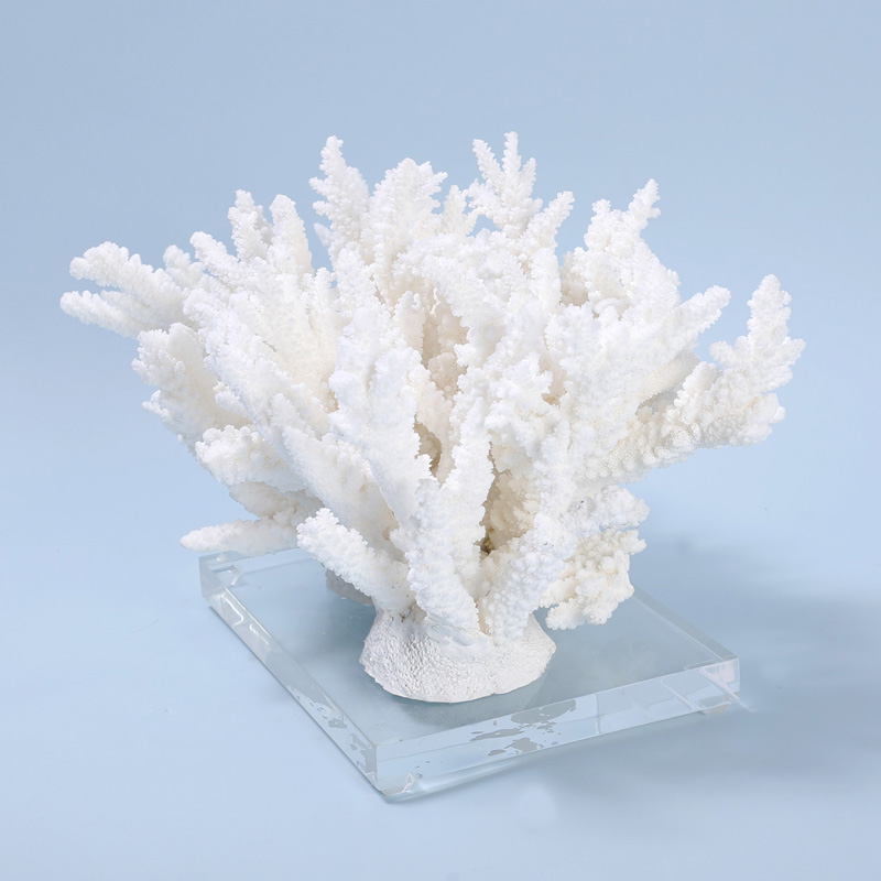 White Coral Specimen on Lucite