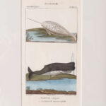 Group of Three Antique Zoological Hand Colored Engravings