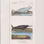 Group of Three Antique Zoological Hand Colored Engravings